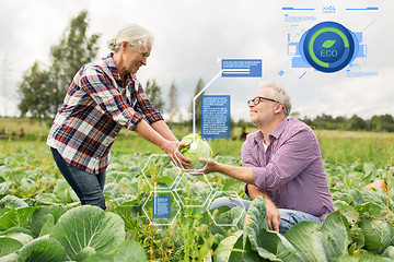 Image showing senior couple picking cabbage on farm