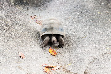 Image showing giant tortoise outdoors on seychelles