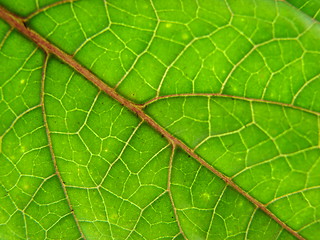 Image showing leaf macro lines