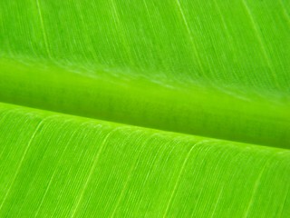 Image showing banana leaf green