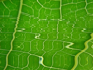 Image showing green texturered waves