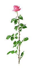 Image showing Pink rose flower on stem