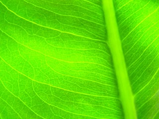Image showing green leaf macro vains bright