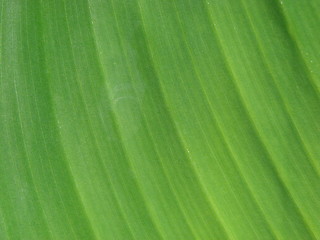 Image showing leaf macro lines