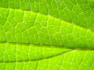 Image showing leaf macro lines