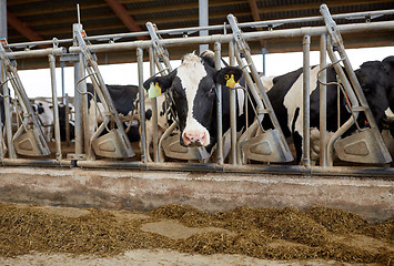 Image showing herd of cows eating hay in cowshed on dairy farm