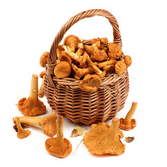 Image showing Raw Chanterelles Mushrooms