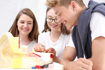 Image showing Teenagers on the biology lesson. A group of school friends on anatomy lesson watching model ear