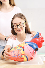 Image showing Heart. Students on biology lessons watch model of the human heart