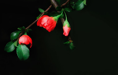 Image showing Flower Of The Japanese Quince Closeup