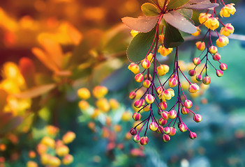 Image showing Blossoming Barberry Closeup