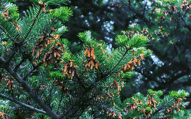 Image showing Fir Branches With Cones