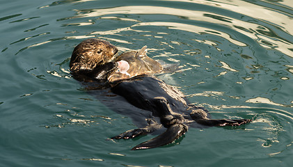 Image showing Sea Otter Feeding Fish Marine Harbor Wildlife