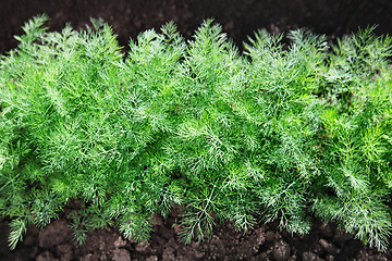 Image showing fennel on soil