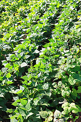 Image showing kidney beans growing up