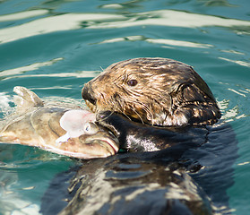 Image showing Sea Otter Feeding Fish Marine Harbor Wildlife