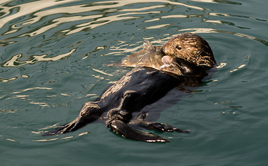 Image showing Sea Otter Feeding Fish Marine Harbor Wildlife