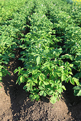 Image showing green potatoes growing up
