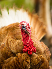 Image showing Domestic Farm Turkey Stands Close Game Bird Portrait