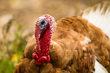 Image showing Domestic Farm Turkey Stands Close Game Bird Portrait