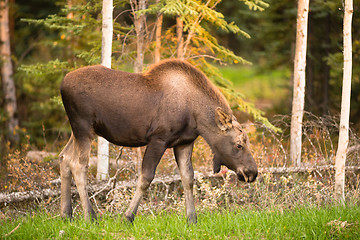 Image showing Newborn Moose Calf Feeding On Grass Alaska Wilderness