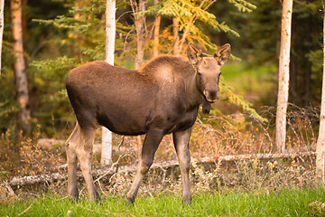 Image showing Newborn Moose Calf Feeding On Grass Alaska Wilderness