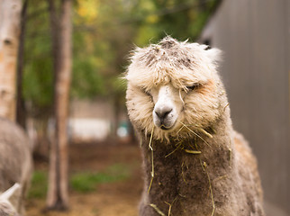 Image showing Solitary Llama Eyes Covered By Hair and Straw Blonde