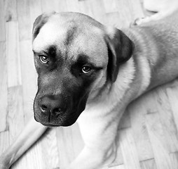 Image showing English Mastiff Mix Puppy Lays on Floor Looking Up