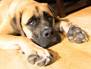 Image showing English Mastiff Mix Puppy Lays on Floor Looking Up