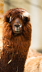 Image showing Solitary Llama Eyes Covered By Hair and Straw Rust Blonde