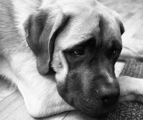 Image showing English Mastiff Mix Puppy Lays on Floor Looking Up