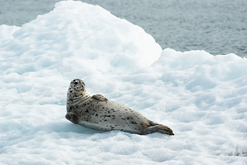 Image showing Poser Sea Lion Laying on Iceberg North Pacific Ocean