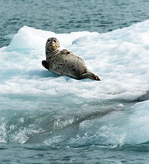 Image showing Poser Sea Lion Laying on Iceberg North Pacific Ocean