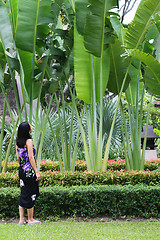 Image showing Trees in Thailand.