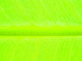 Image showing leaf macro lines