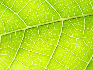 Image showing green leaf macro vains bright