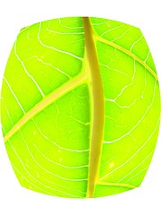 Image showing leaf macro lines