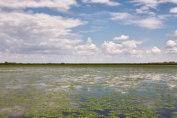 Image showing Water surface with plants