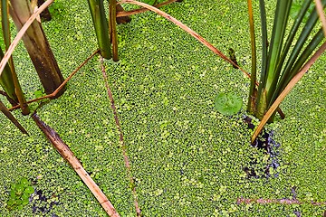 Image showing Water surface with plants