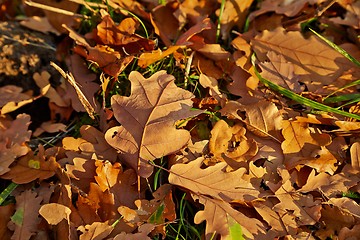 Image showing Fallen autumn leaves