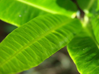 Image showing leaf on plant