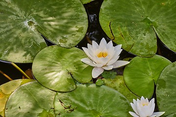 Image showing White Water Lily