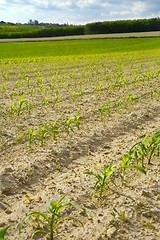 Image showing Agricultural field with plants