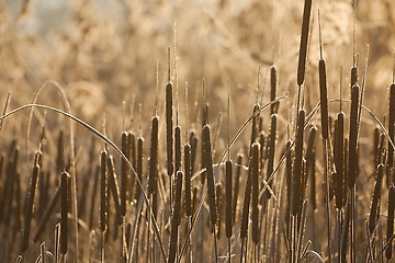 Image showing Bulrush on the lakeside