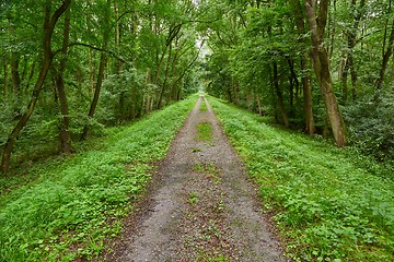 Image showing Forest walking route