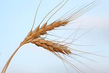Image showing Wheat field detail