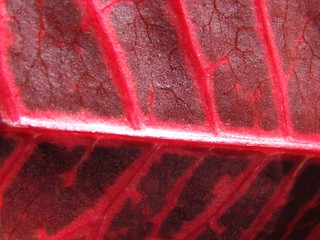 Image showing red leaf macro
