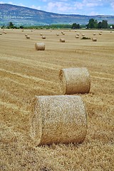 Image showing Agricultural field with bales