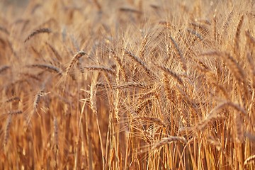 Image showing Wheat field detail