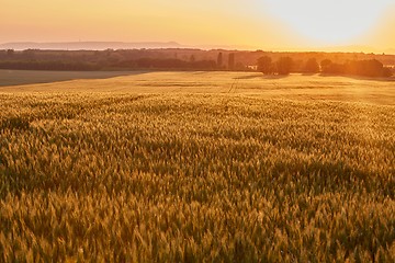 Image showing Wheat field detail